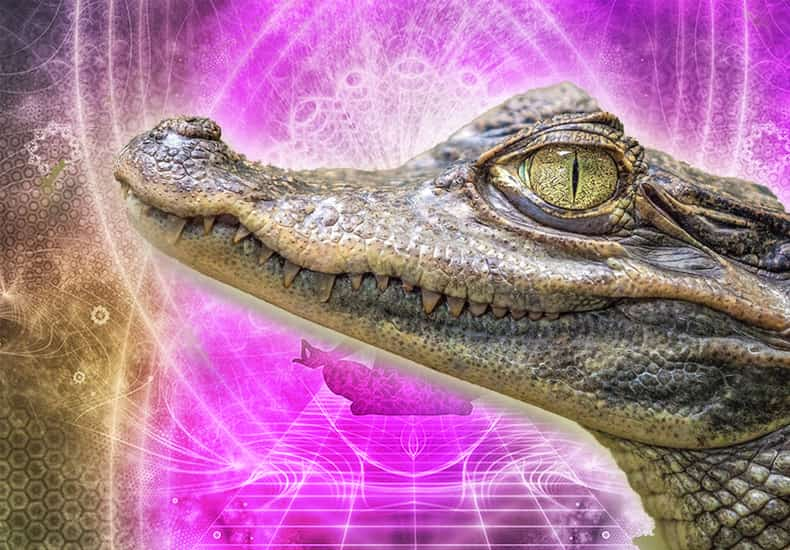 Alligator Spirit Animal