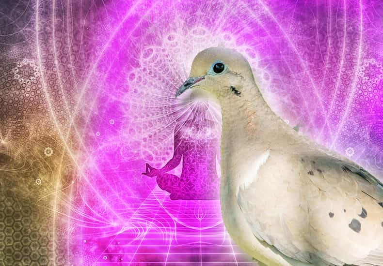 Dove Spirit Animal