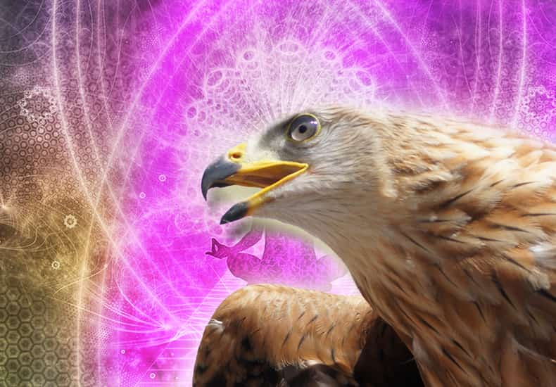 Eagle Spirit Animal