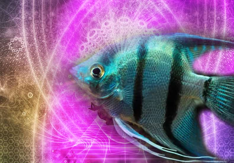 Fish Spirit Animal