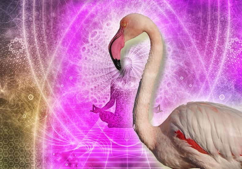 Flamingo Spirit Animal