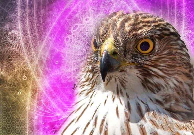 Hawk Spirit Animal