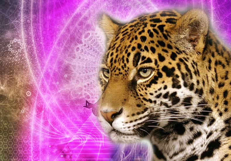 Jaguar Spirit Animal