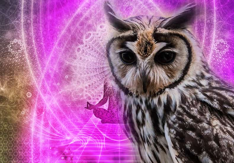 Owl Spirit Animal