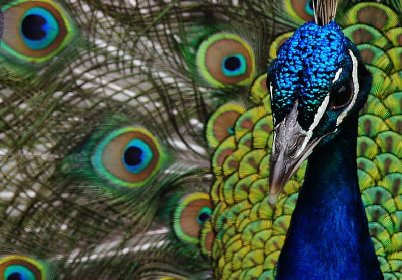 Peacock Spirit Animal