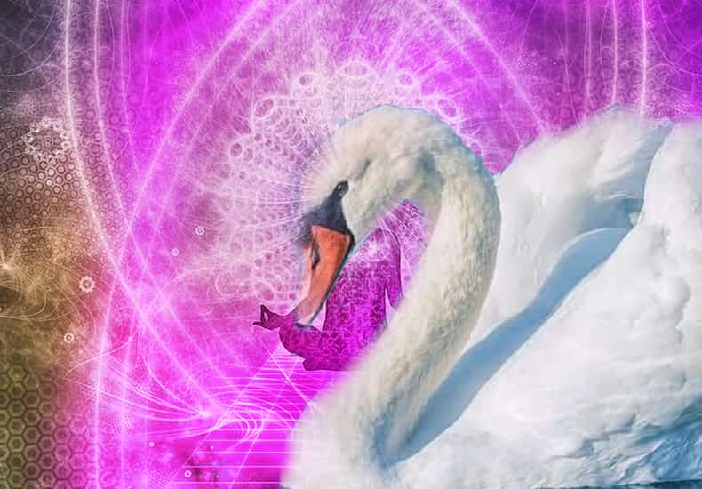 Swan Spirit Animal