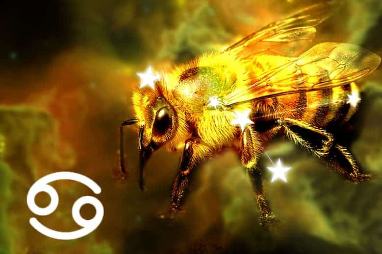 Cancer Spirit Animal: Bee